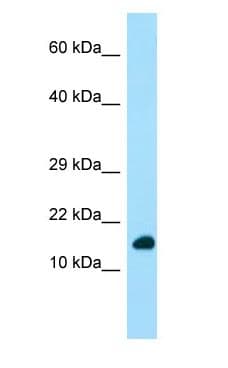 DYNLRB1 Antibody (N-Terminus)