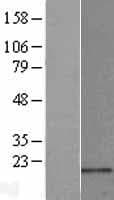 MRPL23 Protein (Over-Expression Lysate Myc-DDK (Flag))