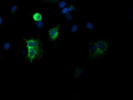 DEF6 Antibody (clone OTI2G2)