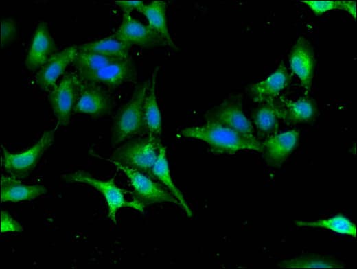 SEC23IP / p125 Antibody
