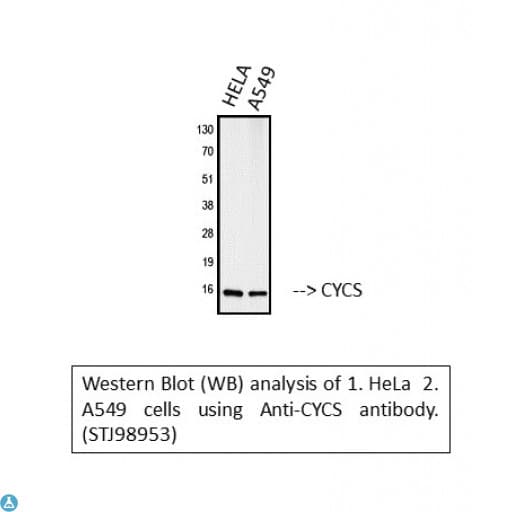 Polyclonal Rabbit anti-Human CYCS / Cytochrome c Antibody (WB)