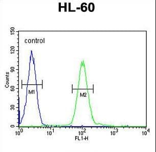 COQ7 Antibody (aa162-191)