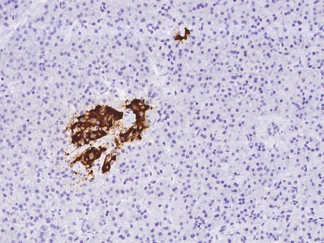 Insulin Antibody (Preservative Free)
