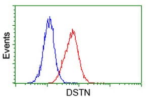 DSTN / Destrin Antibody (clone OTI1D8)