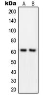 GRB14 Antibody (Internal)
