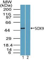 IHC-plus™ SOX9 Antibody (aa225-275)