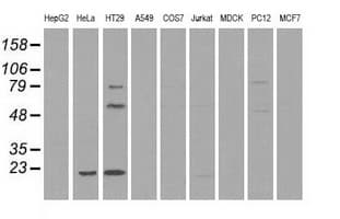 CD4 Antibody (clone OTI18E3)