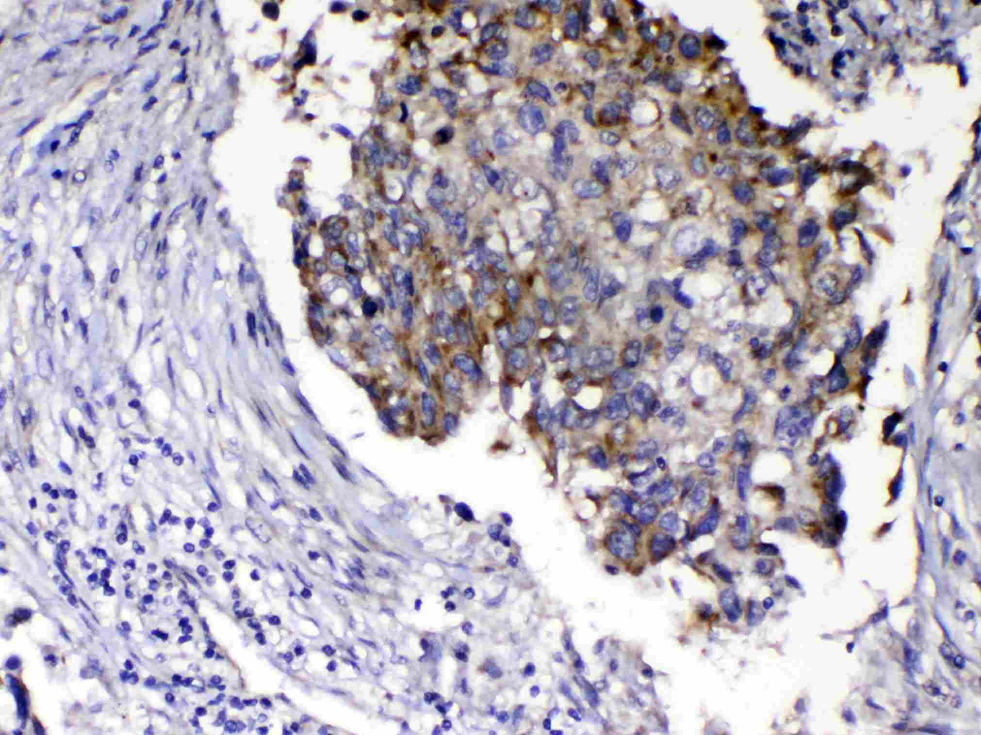 Polyclonal Rabbit anti-Human RLN1 / Relaxin Antibody (IHC, WB)