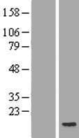 POLR2J2 Protein (Over-Expression Lysate Myc-DDK (Flag))