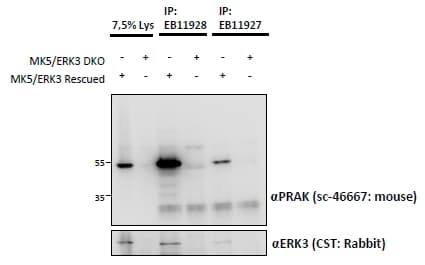 IHC-plus™ MAPKAPK5 / PRAK Antibody (aa306-318)