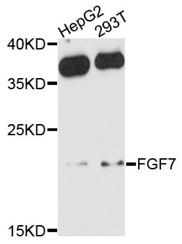 FGF7 / KGF Antibody