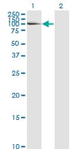 LAMA5 / Laminin Alpha 5 Antibody (clone 2F7)