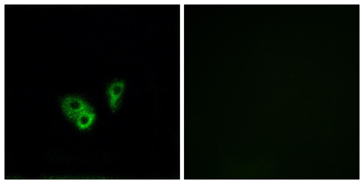 CNGA2 Antibody