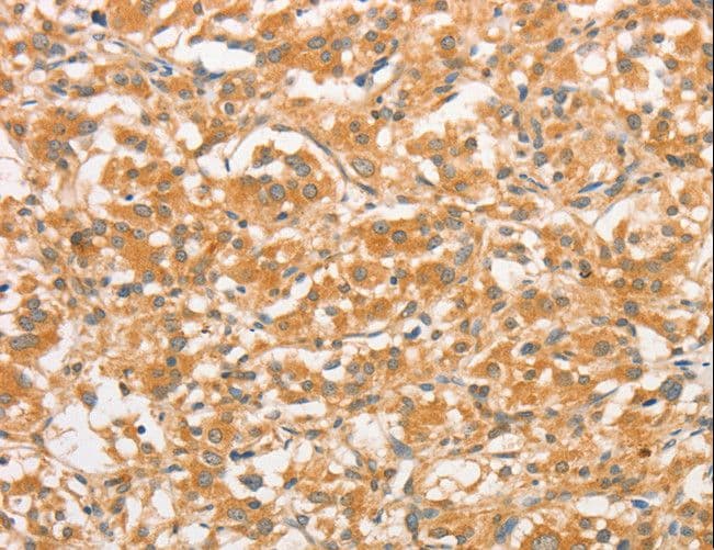 TLR3 Antibody