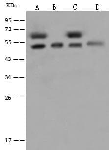 DEK Antibody