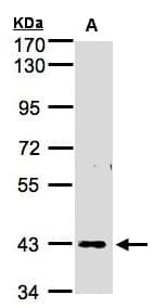 Polyclonal Rabbit anti-Human ZNF211 Antibody (aa190-453, WB)