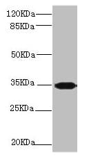 Polyclonal Rabbit anti-Human Scramblase / PLSCR1 Antibody (IHC, WB)