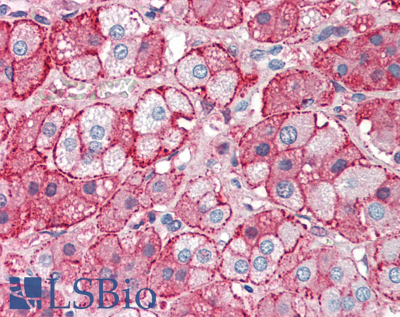IHC-plus™ Polyclonal Goat anti-Human Apolipoprotein A-II Antibody (IHC, WB)