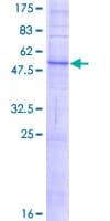 Human SLC36A2 Protein (Recombinant GST)