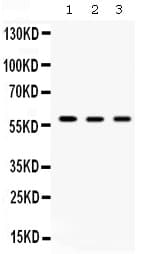 CCT4 / SRB Antibody