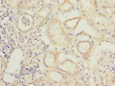 RBPMS / Hermes Antibody