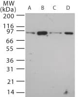 Tlr12 Antibody (aa700-800)