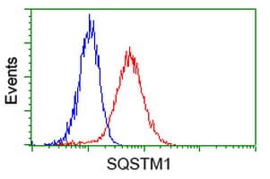 SQSTM1 Antibody (clone OTI7F6)