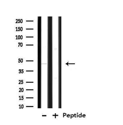 TEAD3 Antibody