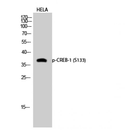 CREB1 / CREB Antibody (70-150 aa)