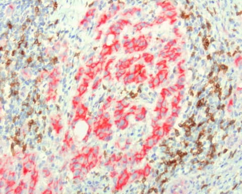 Monoclonal Mouse anti-Human PDCD1 / CD279 / PD-1 Antibody (clone UMAB199, IHC, IF, WB)