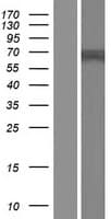 C1orf129 Protein (Over-Expression Lysate Myc-DDK (Flag))