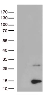 Monoclonal Mouse anti-Human PPY / Pancreatic Polypeptide Antibody (clone OTI1G2, Carrier-free, aa30-88, WB)
