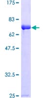 Human SH3GL1 / EEN Protein (Recombinant GST)