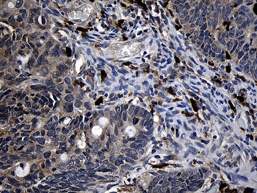FAM131C Antibody (clone OTI6F3)
