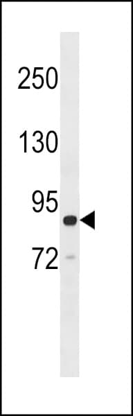ARHGAP26 / GRAF Antibody (aa237-267)