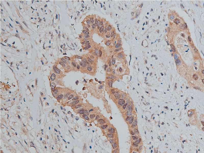 SRC Antibody (phospho-Tyr530)
