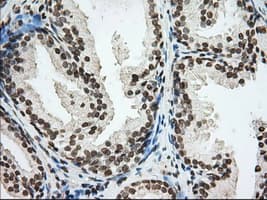 CYP1A2 Antibody (clone OTI8F1)