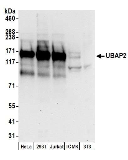 UBAP2 Antibody (aa450-500)