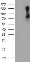 SAMHD1 Antibody (clone OTI1A1, Carrier-free)