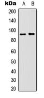 NCAM / CD56 Antibody (Internal)