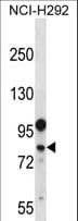 DDX3Y Antibody (aa90-119)