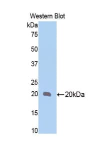 BMP4 Antibody (aa28-183)