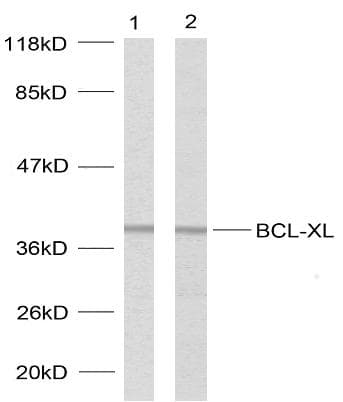 BCL2L1 / BCL-XL Antibody (p62)