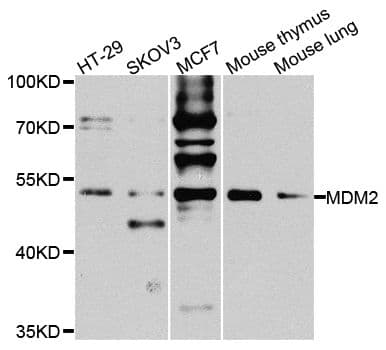 MDM2 Antibody