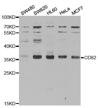 CD82 Antibody