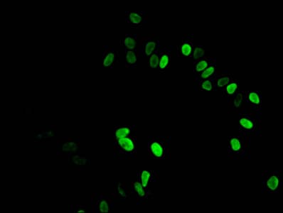 HIST1H3A Antibody