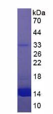 Rat Hemoglobin Protein (Native)