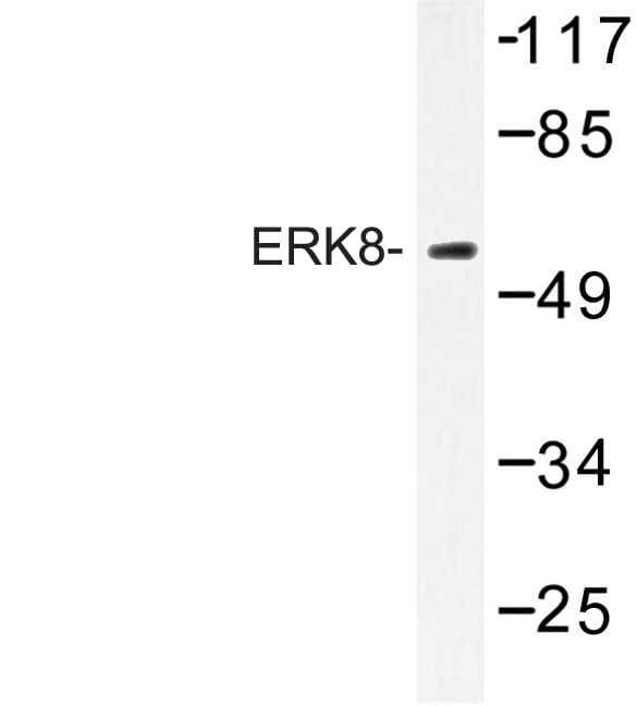 MAPK15 / ERK7 Antibody (Asp171)