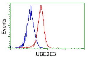 UBE2E3 Antibody (clone OTI4B4)