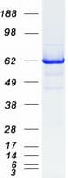 Human RTKN / Rhotekin Protein (Recombinant Myc-DDK (Flag))